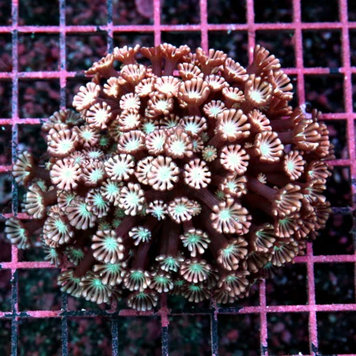 5x5 GONIOPORA CORAL - ULTRA COLORED PINK WHITE EYED GONIOPORA CORAL
