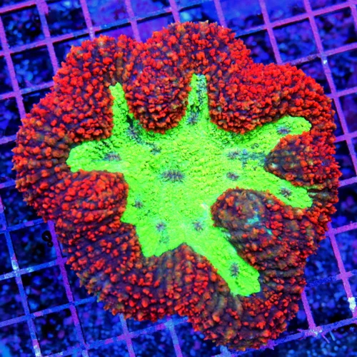 5.5x5.5 LOBOPHYLLIA CORAL - ULTRA COLORED RED WITH SUPER GREEN CENTER LOBOPHYLLIA CORAL
