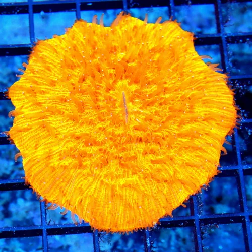 4.5x4.5 PLATE CORAL - XXXL PLATE CORAL - SPECTACULAR MELTING POT ORANGE ULTRA COLORED PLATE CORAL