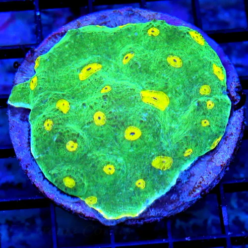 3.5x3.5 ECHINOPHYLLIA CHALICE CORAL - COLLECTOR'S ITEM ULTRA GRADE YELLOW EYED NEON GREEN CHALICE CO