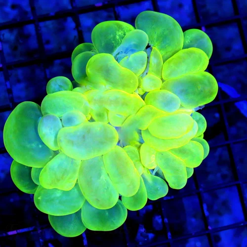 4.5x4 BUBBLE CORAL - SUPER NEON GREEN HIGHLIGHTER YELLOW BUBBLE CORAL