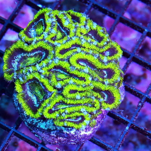 3.5x3 ACANTHASTREA LORDHOWENSIS CORAL - ULTRA ULTRA COLORED BLUE AND GREEN ACAN LORDHOWENSIS