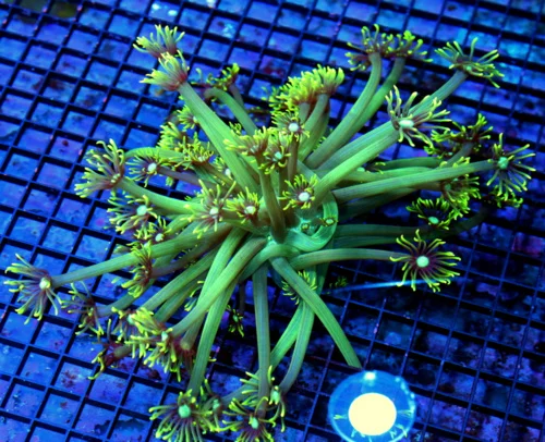8x8 GONIOPORA CORAL - BLUE JEWEL EYED LEMON LIME GREEN GONIOPORA CORAL
