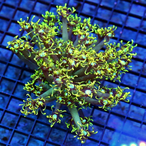 6x6 GONIOPORA CORAL - BLUE JEWEL EYED LEMON LIME GREEN GONIOPORA CORAL