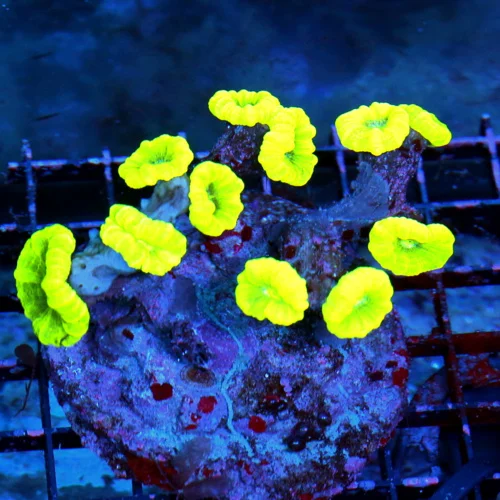 4.5x4.5 CANDY CANE CORAL - ULTRA COLORED KRYPTONITE CANDY CANE CORAL [BLOWOUT SALE ON CANDY CANES]