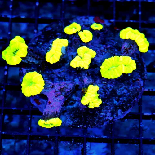 4.5x4.5 CANDY CANE CORAL - ULTRA COLORED KRYPTONITE CANDY CANE CORAL [BLOWOUT SALE ON CANDY CANES]