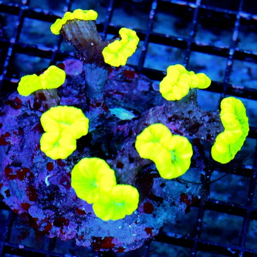 4.5x4.5 CANDY CANE CORAL - ULTRA COLORED KRYPTONITE CANDY CANE CORAL [BLOWOUT SALE ON CANDY CANES]