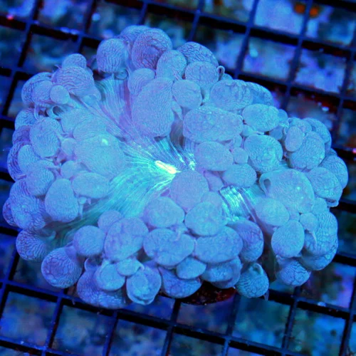 4.5x4.5 BUBBLE CORAL - ULTRA COLORED VERY HARD TO GET BLUE PURPLE BUBBLE CORAL