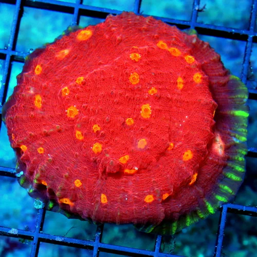 3.5 ECHINOPHYLLIA CHALICE CORAL - COLLECTOR'S ITEM ULTRA GRADE SUPER RED ORANGE EYED CHALICE CORAL
