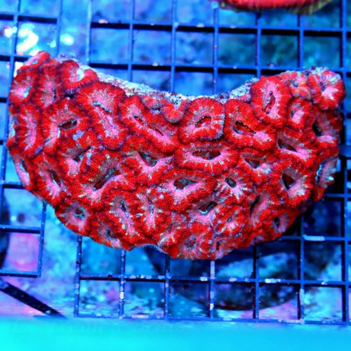 5.5x4 ACANTHASTREA LORDHOWENSIS CORAL - BAD TO THE BONE ULTRA COLORED ACAN LORD CORAL