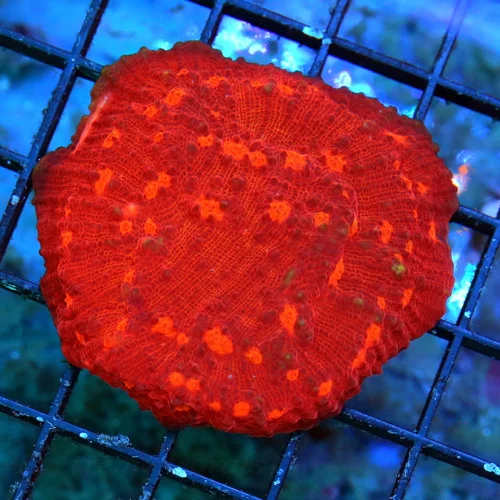 3 ECHINOPHYLLIA CHALICE CORAL - COLLECTOR'S ITEM NEON ORANGE EYED SUPER RED CHALICE CORAL