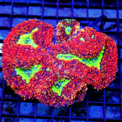 5x4.5 CARPET LOBOPHYLLIA CORAL - ULTRA TRI-COLORED ULTRA GRADE RED CARPET LOBOPHYLLIA CORAL