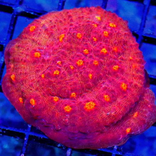 3 ECHINOPHYLLIA CHALICE CORAL - COLLECTOR'S ITEM ULTRA GRADE SUPER RED ORANGE EYED CHALICE CORAL