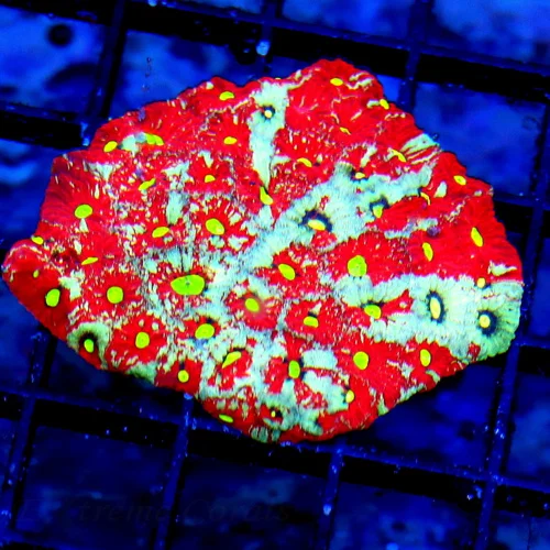 2.5 FAVITES CORAL - HANDPICKED ULTRA COLORED WAR CORAL FAVITES CORAL
