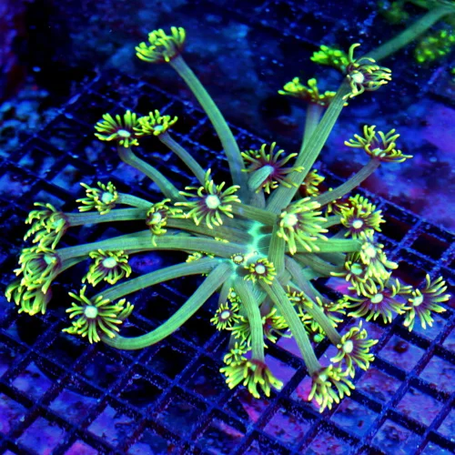 7x7  GONIOPORA CORAL - BLUE JEWEL EYED LEMON LIME GREEN GONIOPORA CORAL