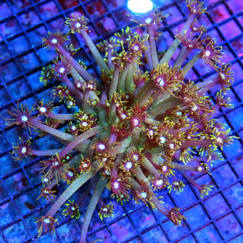 7x7 GONIOPORA CORAL - PURPLE RINGED BLUE EYED GONIOPORA CORAL