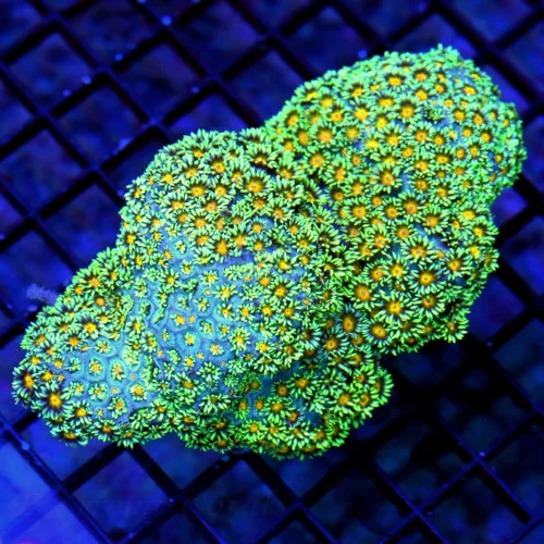 5.5x4.5 GONIOPORA CORAL - [NOT FULLY OPEN IN PIC] HAVE NOT HAD THESE IN OVER TEN YEARS ULTRA COLORED