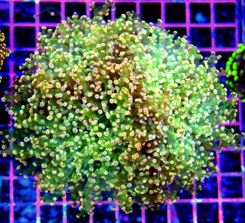 5.5x5.5 OCTOSPAWN CORAL - SPECTACULAR NEON GREEN TENTACLED ORANGE TIP SHOWPIECE OCTOSPAWN