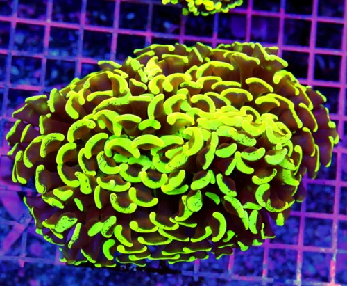 6x5.5 HAMMER CORAL - GLOW IN THE DARK BLUE PAINTED SUPER ULTIMATE HAMMER CORAL