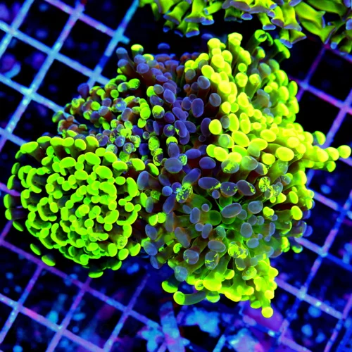 4.5x3 BRANCHING OCTOSPAWN CORAL - NEON GREEN BODY ORANGE TIPPED BRANCHING OCTOSPAWN CORAL