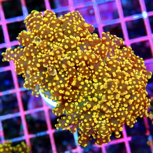 4.5x3 BRANCHING OCTOSPAWN CORAL - NEON GREEN BODY ORANGE TIPPED BRANCHING OCTOSPAWN CORAL