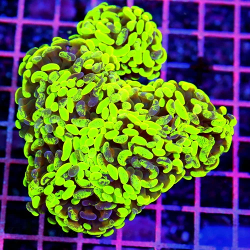 5.5x5.5 COMBO BRANCHING HAMMER CORAL - TOXIC GREEN AND PURPLE MULTICOLORED BRANCHING HAMMER CORAL