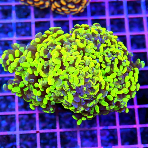5.5x5.5 XL HAMMER CORAL - GLOW IN THE DARK ORANGE TIPPED HAMMER CORAL