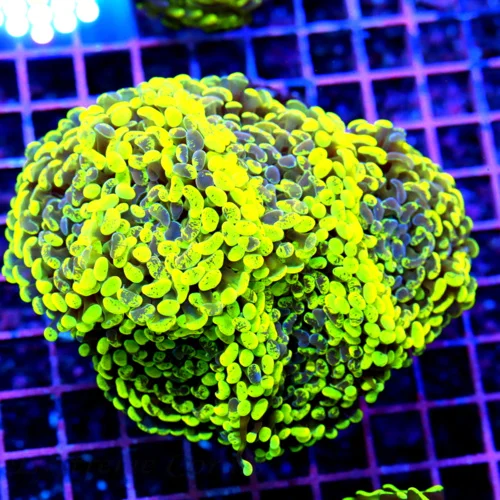 5.5x5.5 COMBO BRANCHING HAMMER CORAL - TOXIC GREEN AND PURPLE MULTICOLORED BRANCHING HAMMER CORAL