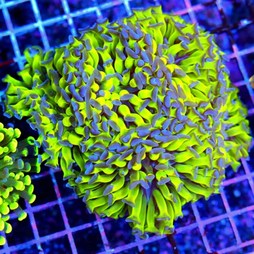 6x5.5 HAMMER CORAL - GLOW IN THE DARK BLUE PAINTED SUPER ULTIMATE HAMMER CORAL