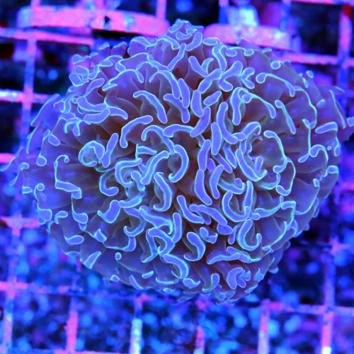 4.5x4 BRANCHING HAMMER CORAL - BLUE TIPPED BRANCHING HAMMER CORAL