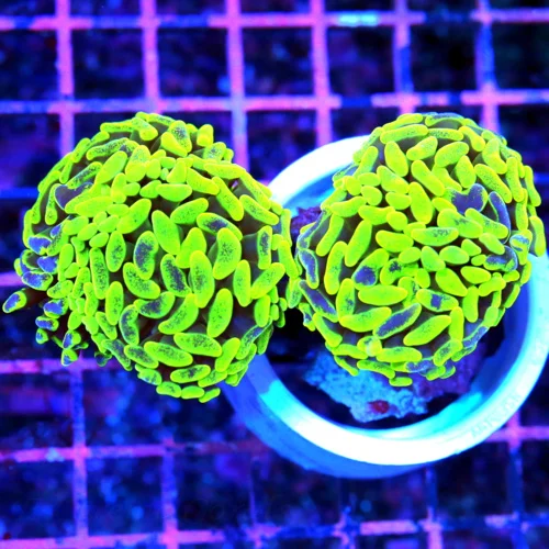 4.5x4 BRANCHING HAMMER CORAL - NEON LEMON LIME YELLOW PURPLE BRANCHING HAMMER CORAL