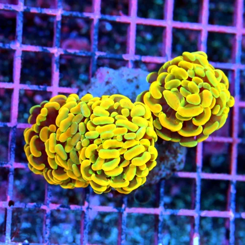 4.5x4 HAMMER CORAL - SCOTT'S HANDPICKED BY SCOTT ULTRA COLORED ORANGE AND YELLOW HAMMER CORAL