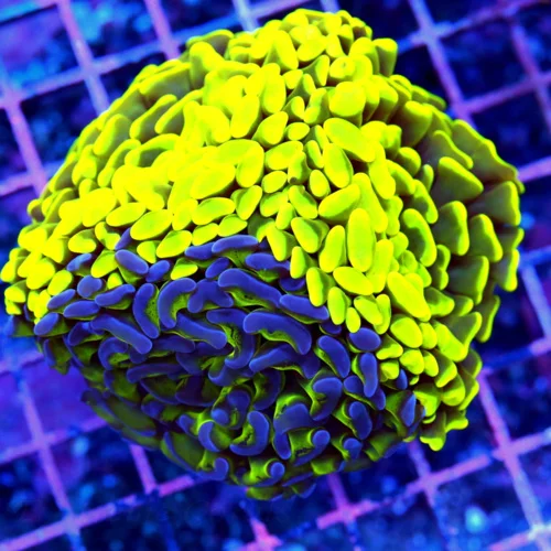 4.5x4.5 OUT OF THIS WORLD COMBO HIGHLIGHYER YELLOW AND TOXIC GREEN PURPLE TIPPED BRANCHING HAMMER