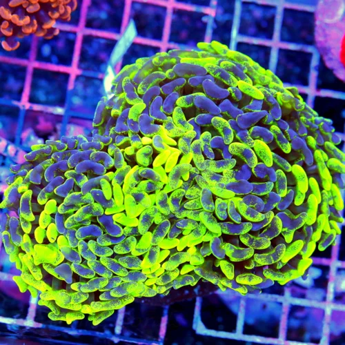 5x4.5 HAMMER CORAL - SUPER NEON NEON GREEN AND PURPLE ULTRA GRADE HAMMER CORAL
