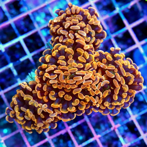 4.5x4 HAMMER CORAL - SOLID ORANGE TIPPED ULTRA COLORED HAMMER CORAL