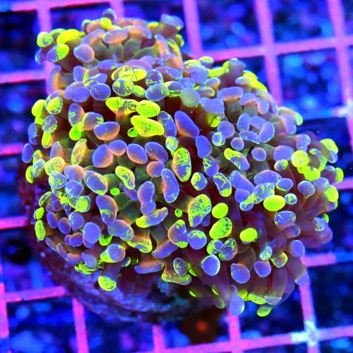 5.5x4.5 BRANCHING HAMMER CORAL - HANDPICKED ULTRA GRADE MULTICOLORED ORANGE HAMMER CORAL
