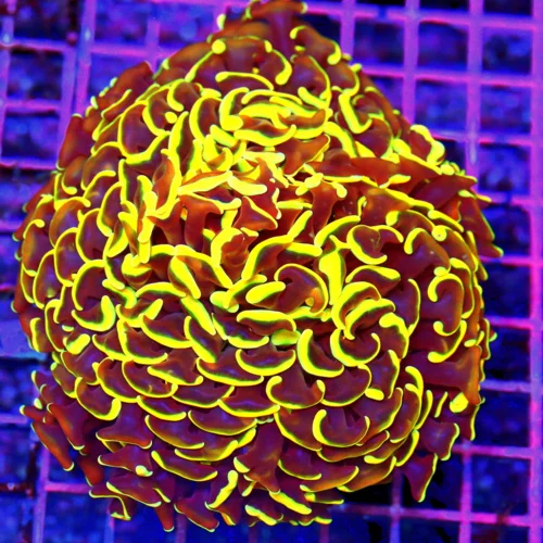 5x4.5 HAMMER CORAL - SUPER NEON NEON GREEN AND PURPLE ULTRA GRADE HAMMER CORAL