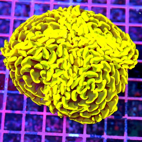 4.5x4 HAMMER CORAL - SCOTT'S HANDPICKED BY SCOTT ULTRA COLORED ORANGE AND YELLOW HAMMER CORAL