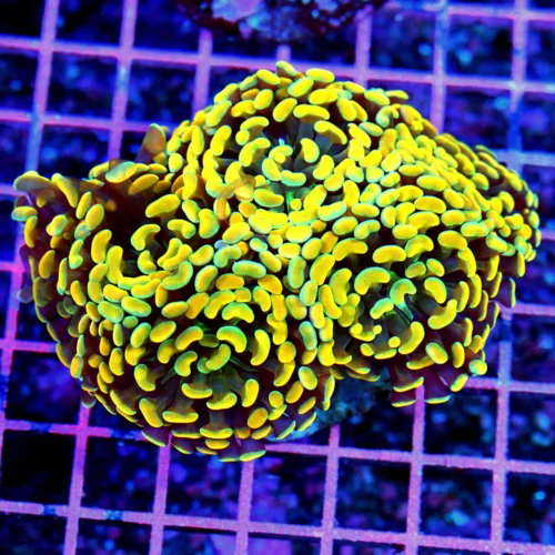 5.5x4.5 BRANCHING HAMMER CORAL - HANDPICKED ULTRA GRADE MULTICOLORED ORANGE HAMMER CORAL
