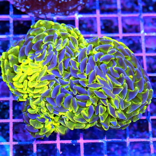 5x4.5 HAMMER CORAL - SUPER NEON NEON GREEN AND PURPLE ULTRA GRADE HAMMER CORAL