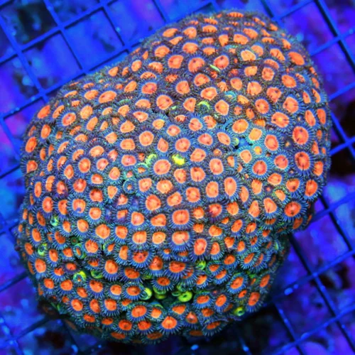5X4.5  ZOANTHID CORAL - ULTRA GRADE ULTRA COLORED HANDPICKED ZOANTHID CORAL-VERY VERY RARE COLOR!!