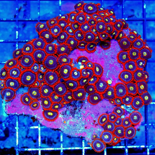 4.5X4.5  ZOANTHID CORAL - ULTRA GRADE ULTRA COLORED HANDPICKED ZOANTHID CORAL-VERY VERY RARE COLOR!!