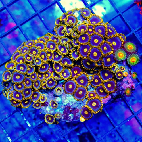 5X4.5  ZOANTHID CORAL - ULTRA GRADE ULTRA COLORED HANDPICKED ZOANTHID CORAL-VERY HARD TO GET BLUE HO