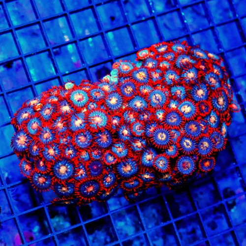 5.5X4  ZOANTHID CORAL - ULTRA GRADE ULTRA COLORED HANDPICKED ZOANTHID CORAL-VERY VERY RARE COLOR!!