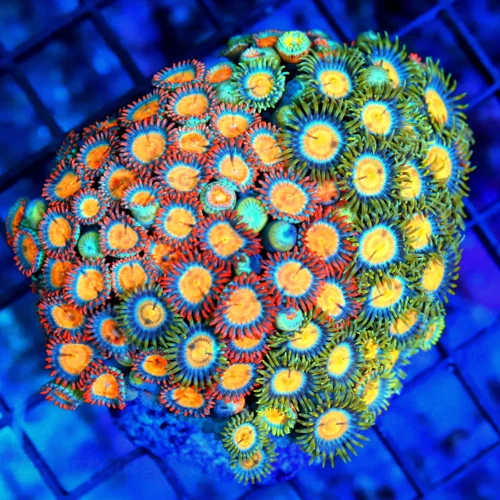 4X3 ZOANTHID CORAL - ULTRA GRADE ULTRA COLORED HANDPICKED ZOANTHID CORAL-VERY VERY RARE COLOR!!