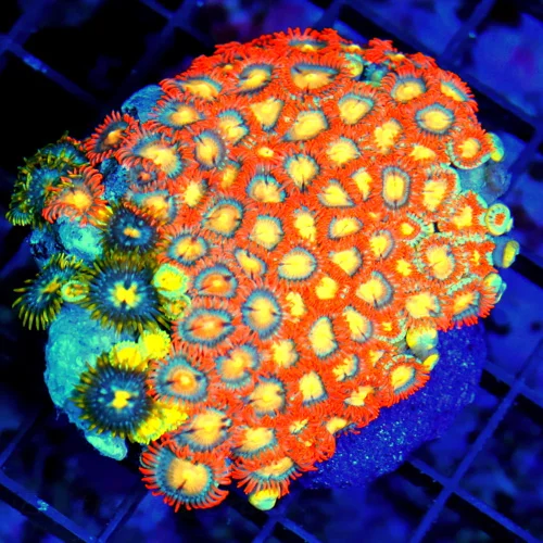 4X3 ZOANTHID CORAL - ULTRA GRADE ULTRA COLORED HANDPICKED ZOANTHID CORAL-VERY VERY RARE COLOR!!