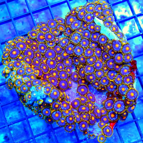 5X5 LARGE ZOANTHID CORAL - ULTRA GRADE ULTRA COLORED HANDPICKED ZOANTHID CORAL-VERY VERY RARE COLOR!