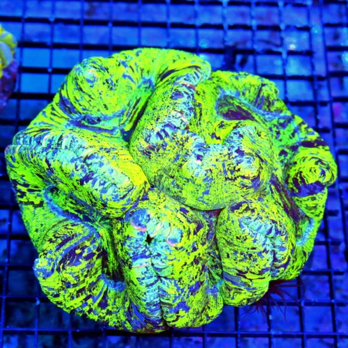 6.5X6.5 GIANT WELLSOPHYLLIA CORAL - ULTRA ULTRA GRADE WELLSOPHYLLIA GLOW IN THE DARK NEON GREEN YELL