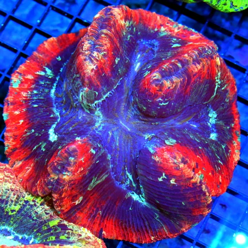 5.5X5.5 GIANT WELLSOPHYLLIA CORAL - ULTRA ULTRA GRADE WELLSOPHYLLIA RAINBOW CORALSUPER SUPER RED ULT