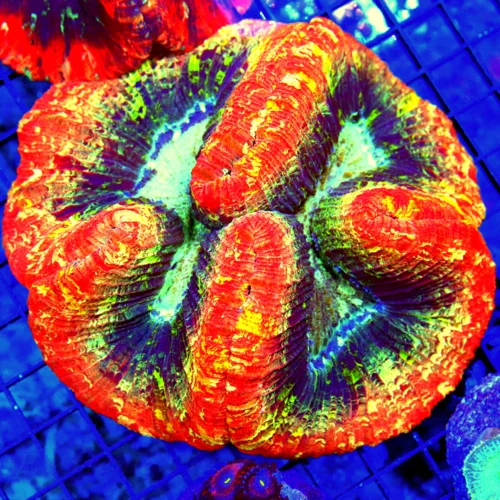 6x6 GIANT WELLSOPHYLLIA CORAL - ULTRA ULTRA GRADE WELLSOPHYLLIA ULTRA RAINBOW CORAL-HANDPICKED BY SC